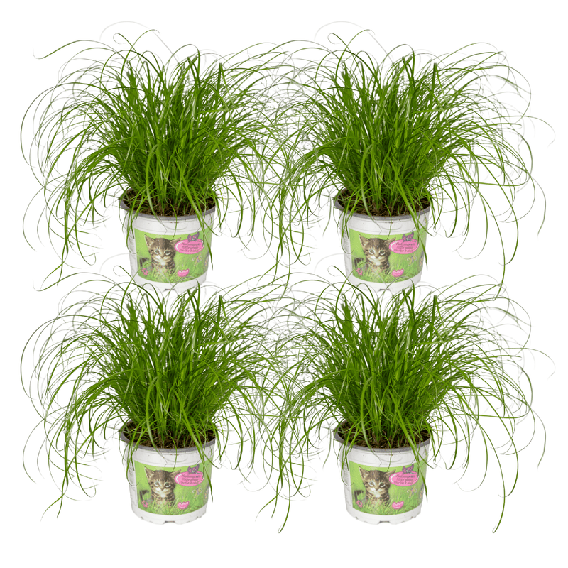 Katzengras (Cyperus Alternifolius) - 4er Packung, 20cm hoch