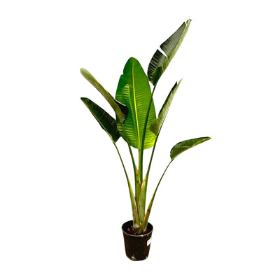 Strelitzia Augusta, Weißer Paradiesvogel, 180cm, Topf ⌀30