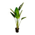Strelitzia Augusta, Weißer Paradiesvogel, 180cm, Topf ⌀30 Bild 1