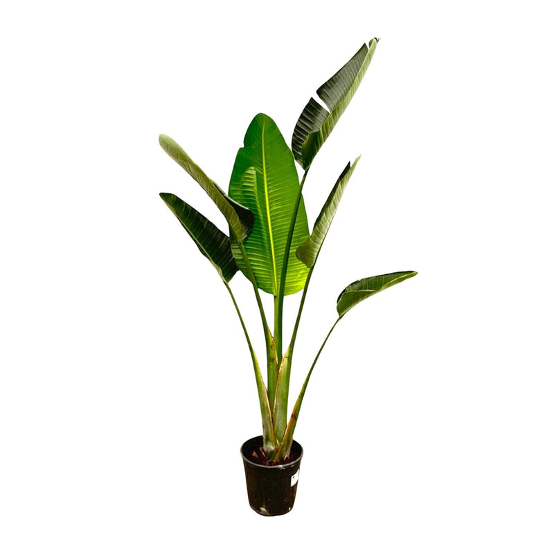 Strelitzia Augusta, Weißer Paradiesvogel, 180cm, Topf ⌀30