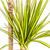 Dracaena Marginata Sunray Ø19cm - Tropisches Flair für Ihr Zuhause Bild 3