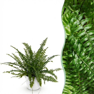 Nephrolepis exaltata Green Lady Farn - Haustierfreundlich - Topf 12cm