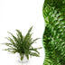 Nephrolepis exaltata Green Lady Farn - Haustierfreundlich - Topf 12cm Bild 1