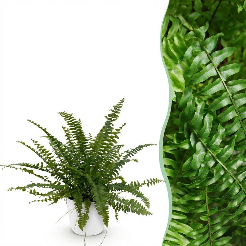Nephrolepis exaltata Green Lady Farn - Haustierfreundlich - Topf 12cm