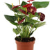 Anthurium Calon in transparenter Hülle - Ø12 cm - ↕36 cm Bild 1