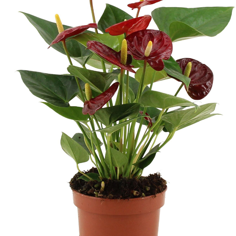 Anthurium Calon in transparenter Hülle - Ø12 cm - ↕36 cm