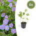 6x Geranium Rozanne, 10-25cm, Ø9cm Bild 1