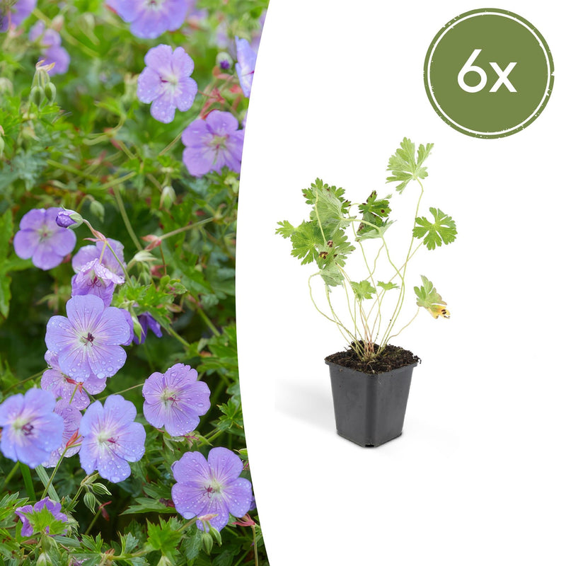 6x Geranium Rozanne, 10-25cm, Ø9cm