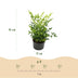 Immergrüner Himmelsbursche Lemon Lime gelbe Gartenpflanze 2er Set Bild 3