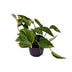 Scindapsus Aureum (Epipremnum) - Topfpflanze Ø12cm, 25cm hoch Bild 1