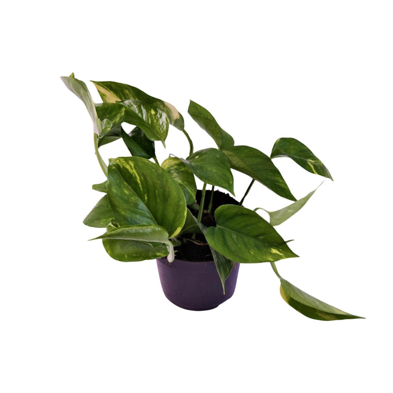 Scindapsus Aureum (Epipremnum) - Topfpflanze Ø12cm, 25cm hoch