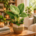 Philodendron White Measure: Tropische Schönheit für Ihr Zuhause (Ø6cm) Bild 2
