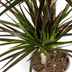 Dracaena Marginata Magenta Ø19cm - 70-90cm Bild 3
