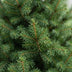 2x Picea glauca Conica - Zuckerhutfichte - Grün - Weihnachtsbaum - Ø26cm - ↕110cm Bild 4