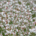 12x Gaura lindheimeri 'Prachtkerze' ↕10-25cm Ø9cm Bild 7