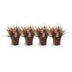GreenboutiQ Ziergras Uncinia rubra Everflame, 4 Pflanzen, Rot, Immergrün Bild 2