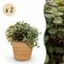 Green boutiQ Calissia repens Cat Grass, 2 Plants, Basket, 17-20cm Bild 1