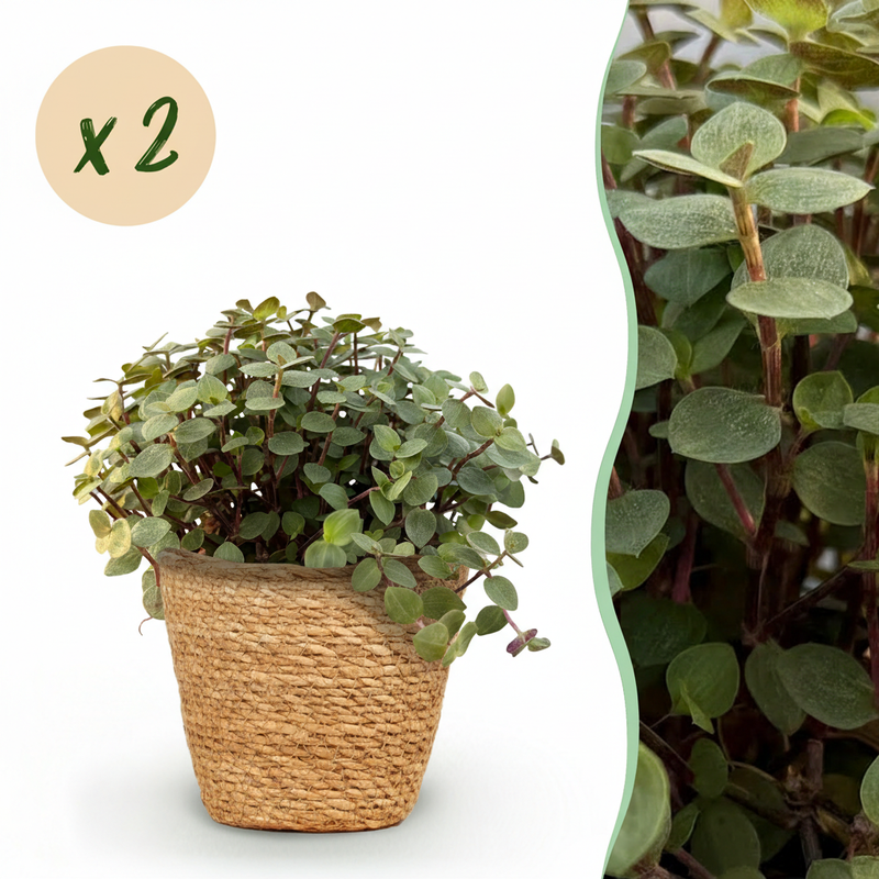 Green boutiQ Calissia repens Cat Grass, 2 Plants, Basket, 17-20cm