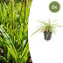 6x Japan-Segge 'Aureovariegata' Ziergras - 10-25cm Bild 1