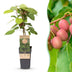 Kiwiberry 'Weiki' (male) – Red/Purple Fruits, 15cm pot Bild 1