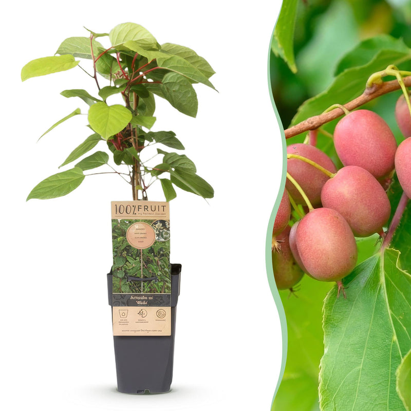 Kiwiberry 'Weiki' (male) – Red/Purple Fruits, 15cm pot