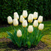 GreenboutiQ Triumph Tulpenzwiebeln Weiß - 15 XXL Zwiebeln, Hardy Perennial Bild 6