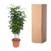 Radermachera Hainanensis: 190cm tree with glossy leaves Bild 4