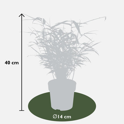 Fargesia rufa Bambus: Kompakt & Pflegeleicht, Ø29cm, ↕80cm