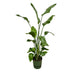 Strelitzia Nicolai im elho Greenville Topf (Grün, 170cm, Ø30) Bild 1