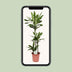Drachenbaum Janet Lind - Ø24cm - ↕130cm Bild 5