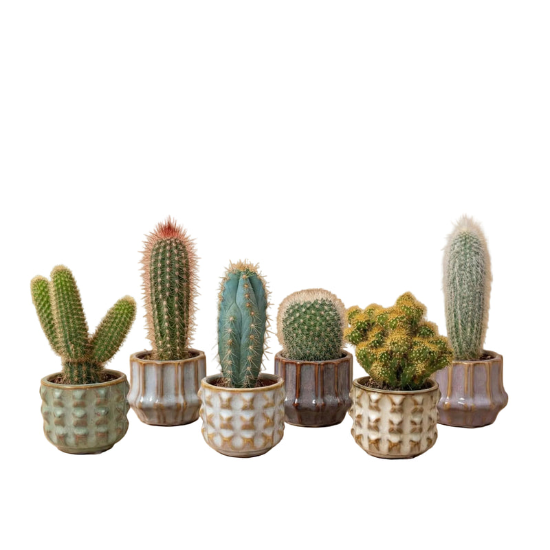Kaktus-Set 6 Stück mit Mini-Keramiktöpfen San Juan