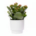 Kalanchoe Rot in Keramiktopf, Ø 12 cm, H 27 cm – Elegantes Deko-Objekt Bild 1