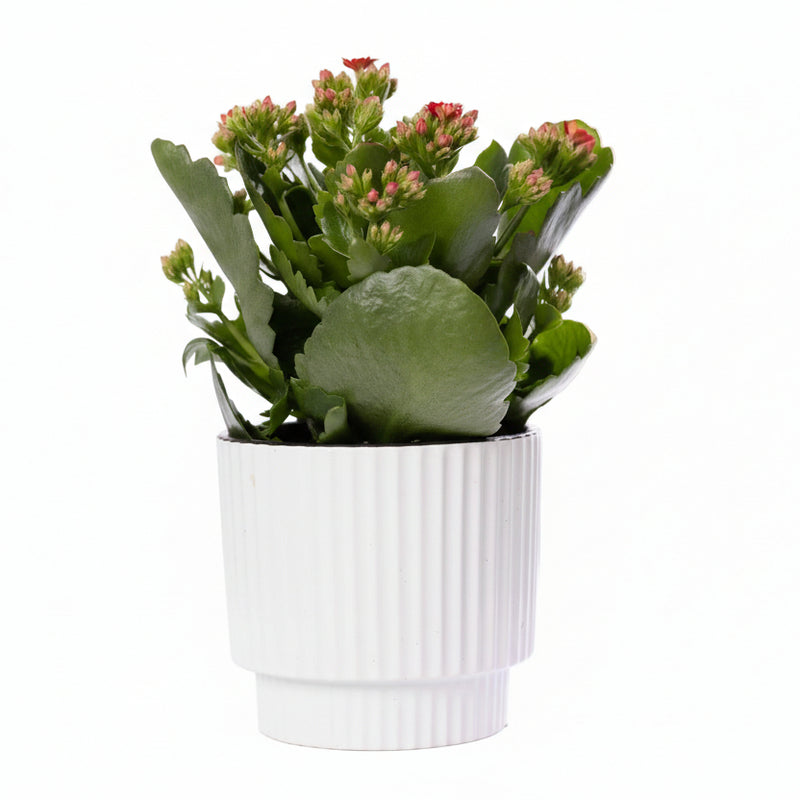 Kalanchoe Rot in Keramiktopf, Ø 12 cm, H 27 cm – Elegantes Deko-Objekt