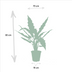 Alocasia Zebrina & Lauterbachiana Double Pack Bild 3