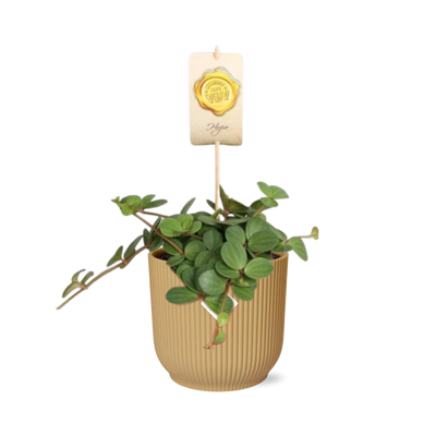 Peperomia 'Hope' im ELHO Vibes Fold Topf 14 cm gelb