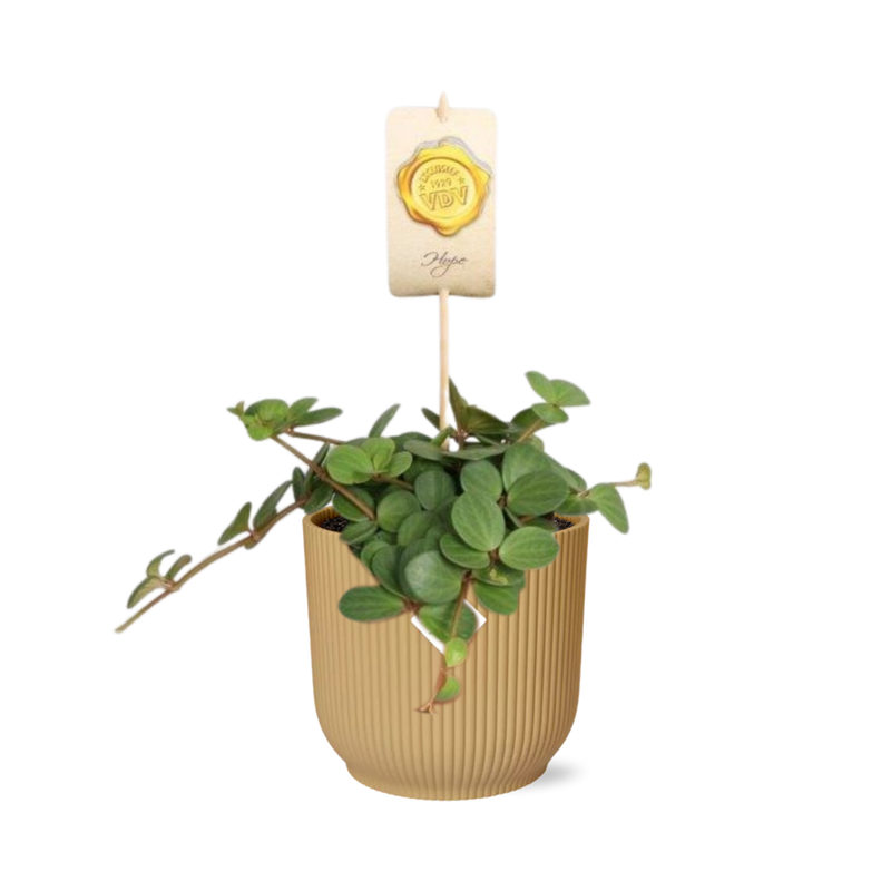 Peperomia 'Hope' im ELHO Vibes Fold Topf 14 cm gelb