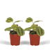 Maranta Fascinator (Prayer Plant) - 2 pieces, Ø12cm Bild 1