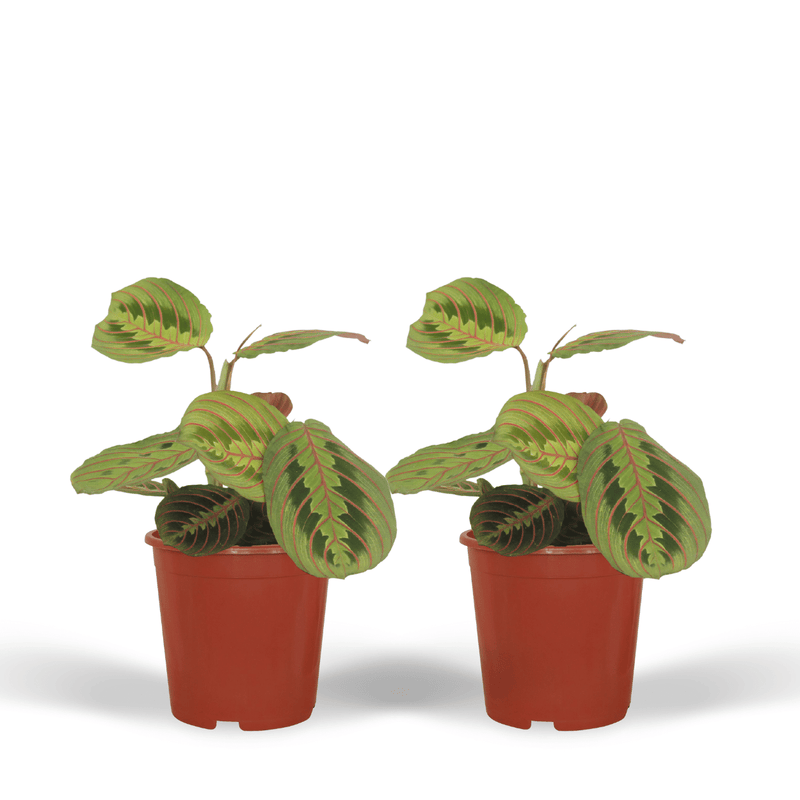 Maranta Fascinator (Prayer Plant) - 2 pieces, Ø12cm