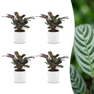 Green boutiQ - Ctenanthe Burle Marxii - Fischgräten-Gebetspflanze - 4 Pflanzen - mit Weißem Topf - Topf 12cm - Höhe - 30cm