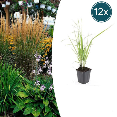 12x Federgras 'Karl Foerster' – 10-25cm, Ø9cm Topf