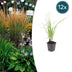 12x Federgras 'Karl Foerster' – 10-25cm, Ø9cm Topf Bild 1
