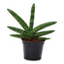 Sansevieria Skyline, 25 cm Topf, pflegeleichte Zimmerpflanze Bild 1