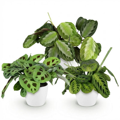 Green boutiQ: 3 Marantha Sorten, pflegeleicht & haustierfreundlich