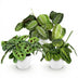 Green boutiQ: 3 Maranta varieties, easy to care for & pet-friendly Bild 2