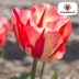 Tulpenbollen Spring Break – 20 Stuks | KH Bloembollen® | Rood-Oranje Tulp – Vurig, Energiek & Opvallend – Voor Tuin of Pot – Maat 11/12 – Vers van de Teler Bild 5