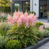 Green boutiQ - Staude - Astilbe (J) Europa - Prachtspierea - Schatten - Rosa - 1 Pflanze - Topf 11cm - Höhe 15-25cm Bild 6