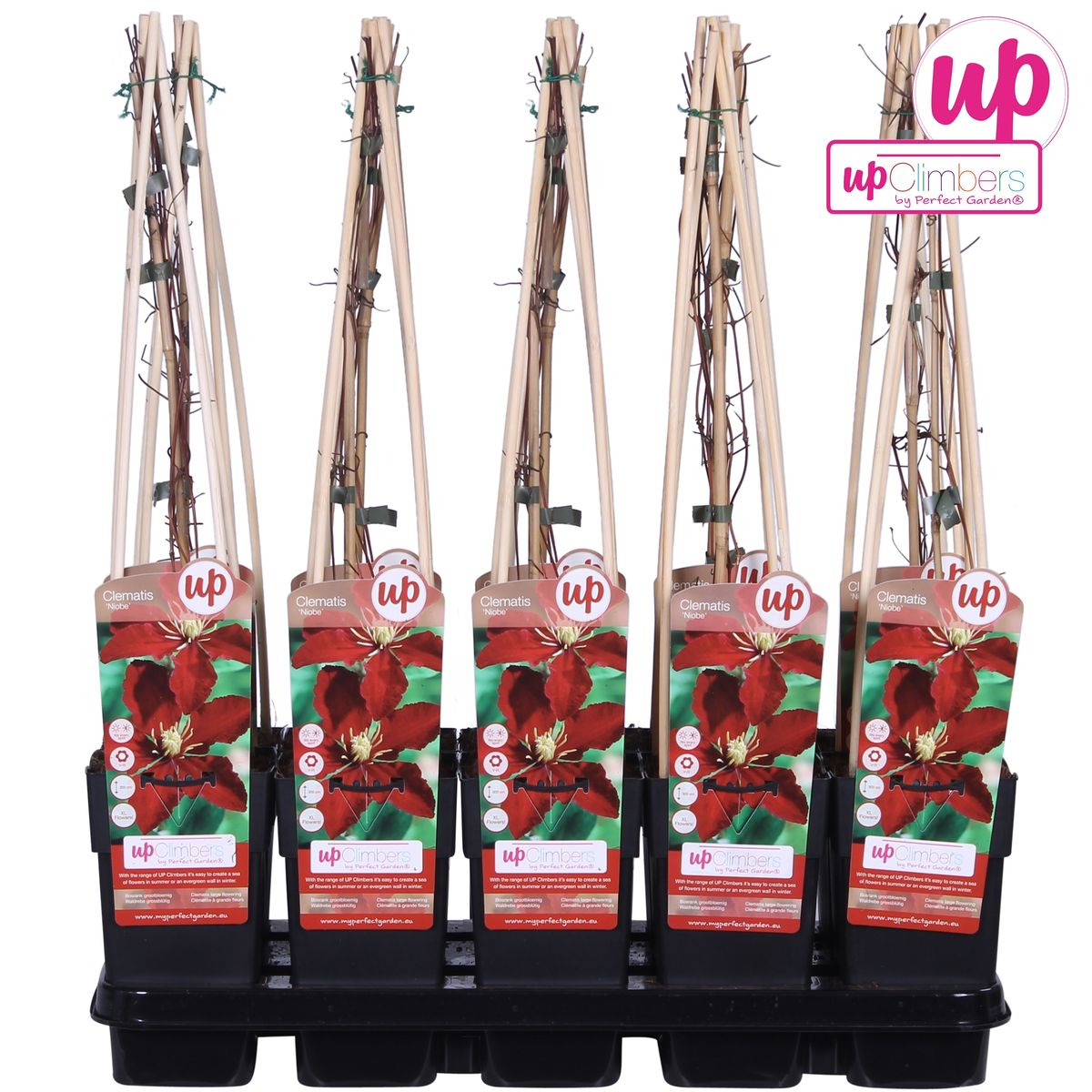 Clematis Niobe - ↨65cm - Ø15