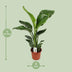 Strelitzia Nicolai - Paradiesvogelblume Ø17cm, ↕70cm Bild 2