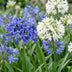 Green boutiQ - Perennial - Agapanthus Duo - African Lily - Bee and Butterfly Attractors - Blue - White - 24 Plants - Pot 11cm - Height 15-25cm Bild 5