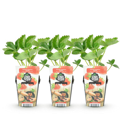 GreenboutiQ Erdbeerpflanze Fragaria Elsanta, 3 Stück, Winterhart